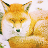 Лисы и волки Спящая лиса аватар