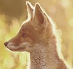 Лисы и волки Лисенок в солнечном свете аватар