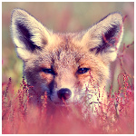 Лисы и волки Лиса выглядывает из-за кустов аватар