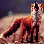 Лисы и волки Рыжий лисенок стоит в поле аватар