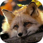 Лисы и волки Милая лисичка аватар