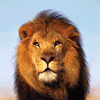 Львы, тигры, пантеры Лев-царь зверей аватар