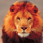 Львы, тигры, пантеры Лёва, лев - царь зверей аватар