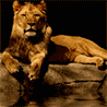 Львы, тигры, пантеры Лев у воды аватар