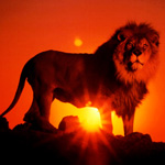 Львы, тигры, пантеры Лев на фоне восходящего солнца аватар