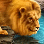 Львы, тигры, пантеры Лев на водопое аватар