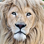 Львы, тигры, пантеры Лев с новой прической аватар