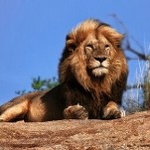 Львы, тигры, пантеры Лев гордо лежит на фоне неба аватар