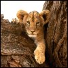 Львы, тигры, пантеры Лев на дереве аватар
