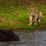 Львы, тигры, пантеры Львица сидит на берегу, смотря на буйвола в воде аватар