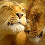 Львы, тигры, пантеры Пара львов прижимается друг к другу аватар