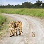 Львы, тигры, пантеры Первые шаги по дороге жизни аватар