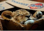 Львы, тигры, пантеры Львенок спит в коробке аватар