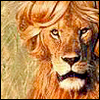 Львы, тигры, пантеры Лев с модной стрижкой аватар
