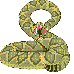 История и повседневность Большая гремучая змея готова к нападению аватар