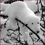 Медведи Белый медведь на ветке) аватар