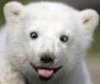 Медведи Белый медведь показывает язык аватар