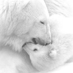 Медведи Влюбленные белые медведи аватар