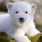 Медведи Белый медвежёнок аватар