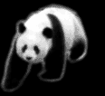 Медведи Мишка-панда аватар
