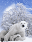 Медведи Белыемедведи аватар
