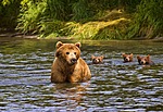 Медведи Мишки купаются аватар