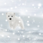Медведи Белый медвеженок аватар