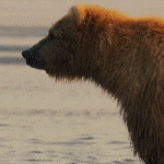 Медведи Бурый медведь смотрит в даль, стоя на фоне ручья аватар