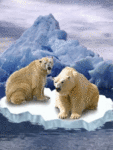 Медведи Белые медведи на льдине аватар
