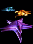 Море Морские звезды аватар