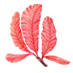 Море Морские водоросли красные листочки аватар