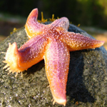 Море Оранжевая морская звезда на камне аватар