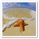 Море Морская звезда лежит на песке у моря аватар
