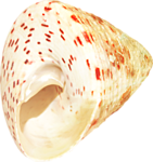 Море Морская раковинка (конус) аватар