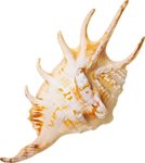 Море Морская раковина с длинными отростками аватар