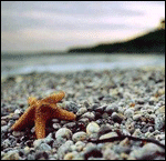 Море Морская звезда лежит на берегу моря аватар