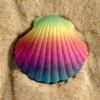 Море Разноцветная ракушка аватар
