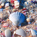 Море Ракушки лежат нп песке пляжа аватар