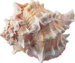 Море Прекрасная морская раковина (белый и беж) аватар