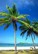 Море Две пальмы на берегу аватар