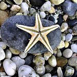 Море Морская звезда и камни аватар