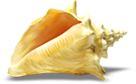 Море Морская раковина желтенькая аватар