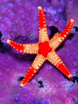 Море Морская звезда аватар