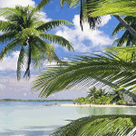 Море Море сквозь листву пальмы аватар