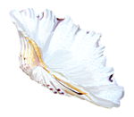 Море Морская раковина, похожая на лепестокцветка аватар
