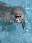 Море Дельфин в море аватар