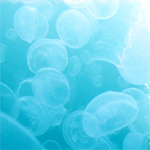 Море Медузы в голубой воде аватар