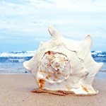 Море Ракушка на песчаном берегу моря аватар