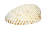 Море Белач морская ракушка аватар