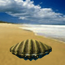 Море Жемчужина в раковине аватар